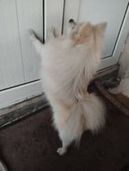 собака шенки: Шпиц, 1 год, Самец, С прививкой, С родословной — 3