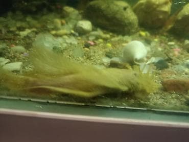 Зоотовары: Аквариум 220 литров заводской в рабочем состоянии стумбойбез — 8