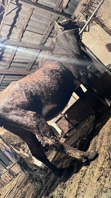 где купить утят: Продаю | Бык (самец) | На откорм | Привязанные — 5