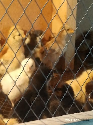 куры марьям бишкек: Продаю | Цыплята | Полубрама | Для разведения — 2