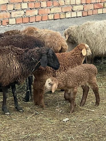 бука 1жаш: Продаю | Овца (самка) | Для разведения | Матка — 2