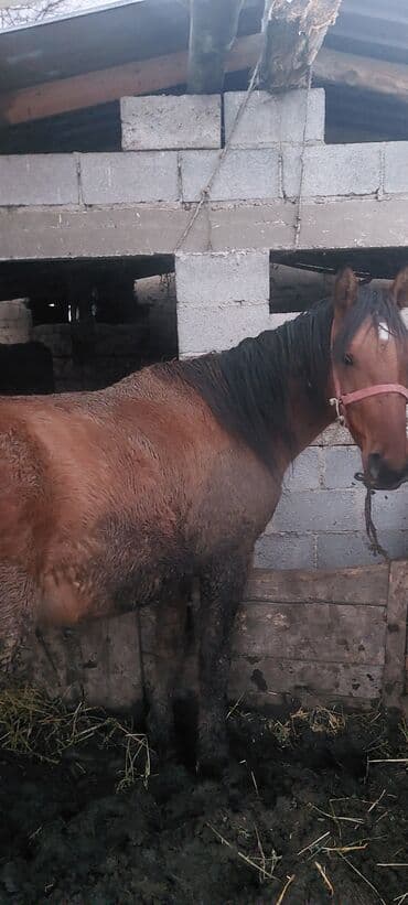 белка животное: Продаю | Кобыла (самка) | Для разведения — 1