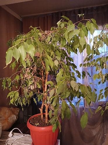 Алоэ: Комнатные растения — фикусы Бенджамина (2 шт.) - Крупные — 2