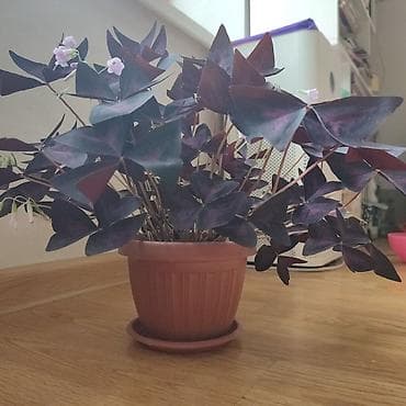 Оксалис треугольный (Oxalis triangularis), «фиолетовый клевер» в — 1