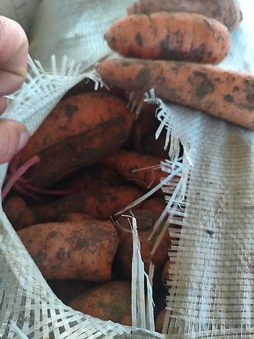 султан чай блок: Корм морковка — 2