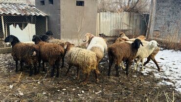 хомяки токмок: Сатам | Ургаачы кой (ургаачы), Козу | Көбөйтүү үчүн | Ургаачы — 7