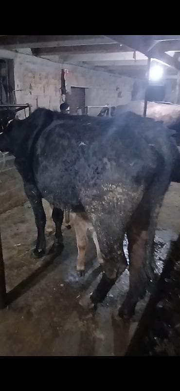 кой сой: Продаю | Корова (самка) | Полукровка | Для молока | После отела — 3
