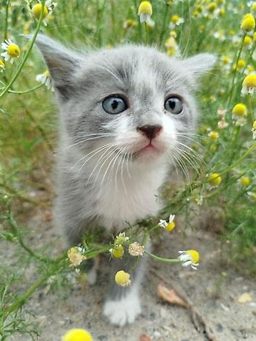 Кошки: Кошка даром: Беспородная, 3 месяца, Мальчик, Приучена к лотку — 3