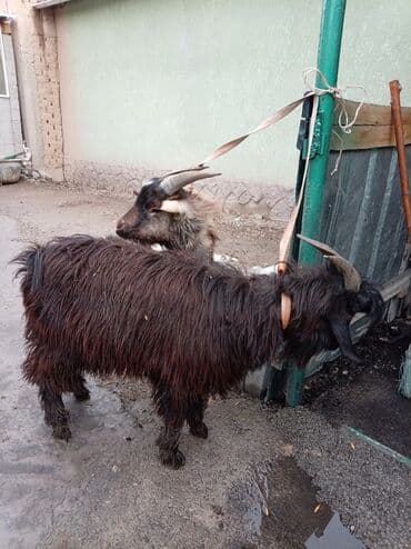 купить корову голштинской породы: Продаю | Козлёнок | Для разведения | Осеменитель — 2