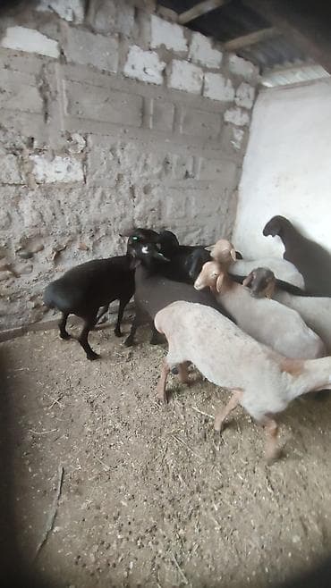 кара балта тай: Продаю | Баран (самец) | Для разведения | Племенные — 6