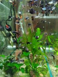 аквариумная рыбка: Аквариумные растения. Рыбки
большое разнообразие — 5