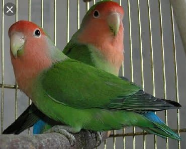 домик для волнистых попугаев: Попугаи разных видов. Хорошо учатся говорить и приручаются к рукам. В — 16