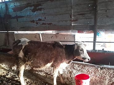 стальные коровы: Продаю | Бык (самец) | На откорм | Нетель — 1