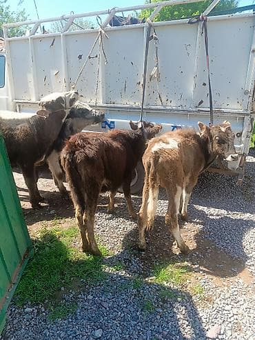 продать животных: Продаю | Бык (самец) | Полукровка — 3