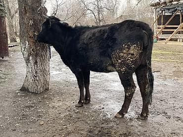 племенные коровы молочные купить: Продаю | Корова (самка) | Голштин | Для разведения, Для молока — 4