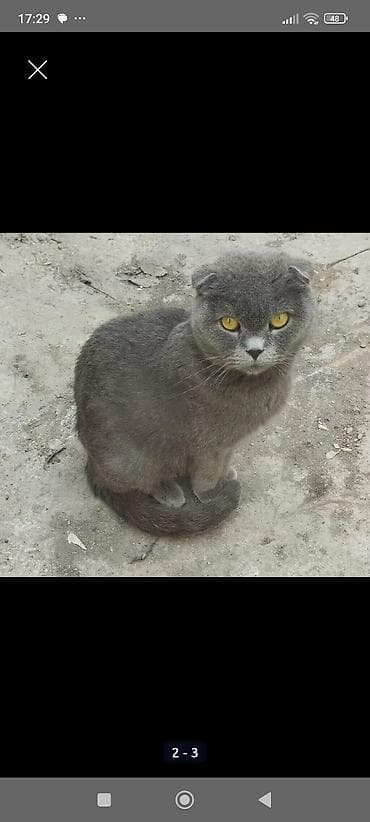 вязка кошек ош: Шотландская вислоухая кошка (скоттиш-фолд), окрас блю (серо-голубой) — 1