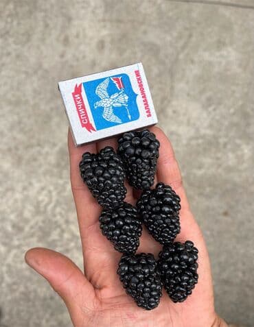 саженцы туя колоновидный: Кара бүлдүркөн Чекене — 1