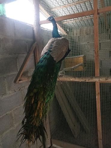 Услуги ветеринара: Продам павлинов — 5