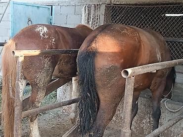 кона: Продаю | Жеребец | Рабочий — 3