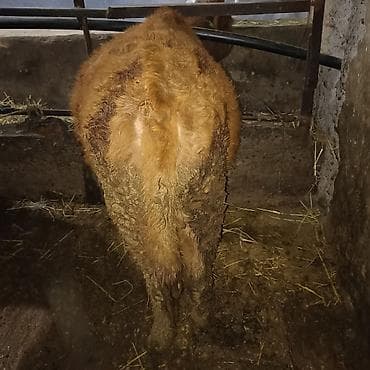 утята суточные: Продаю | Тёлка — 3