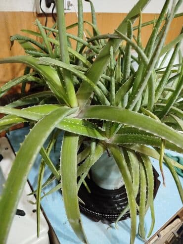 купить большие комнатные растения: Алоэ (вероятно, алоэ вера/алоэ - Крупный разросшийся куст с — 1