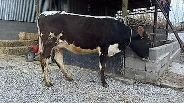 продам гусей: Продаю | Корова (самка) | Для молока | Нетель — 5