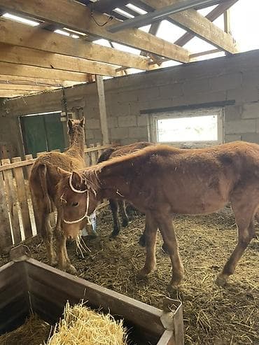 Аквариумы: Продаю | Жеребенок | Для разведения | Племенные — 2