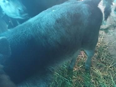 Коровы, быки: Продаю | Бык (самец) | На откорм — 1