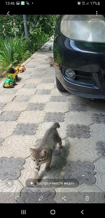 котяти: Котята с вислоухими ушками от домашней кошки-скоттиш (на фото с — 9