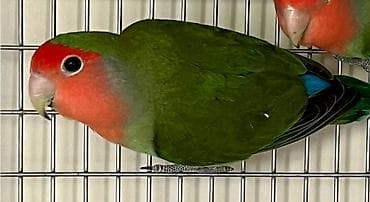 стоимость попугая жако: Неразлучники (агапорнис розовощёкий) - Вид: Agapornis roseicollis — 1