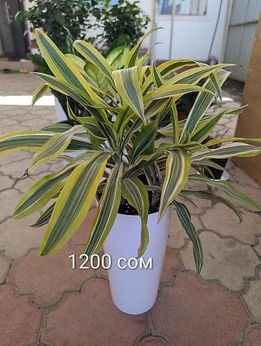 антуриум цветок цена: Антуриум в горшке - Компактное комнатное растение с яркими красными — 5