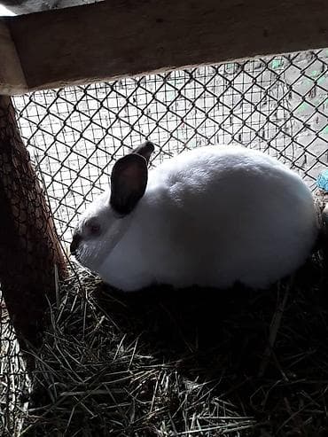 А/ч жаныбарларын сатам: Сатам | Эркек коен | Көбөйтүү үчүн — 1