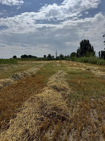 креветки в аквариум купить: Продаю салому ячменную с камышом и травой. 
Пригородный за обьездной — 1