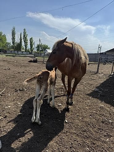 үй жаныбарлары: Сатам | Бээ (ургаачы) | Көбөйтүү үчүн — 4