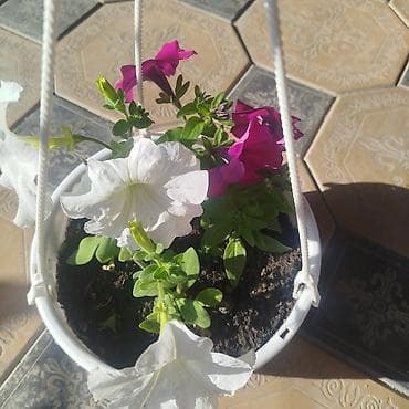 фильтры для аквариума: 🌿 Үйүңүзгө жандуулук кошуңуз! Болмо гүлдөр сатылат 🌸 ✨ Таза аба ✨ Кооз — 5