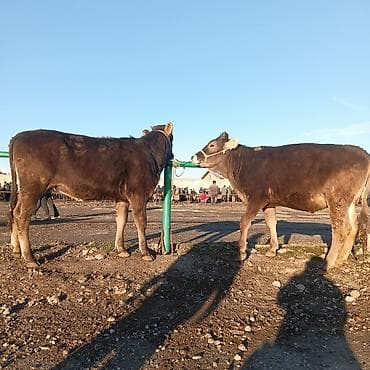 собаку алабай: Продаю | Тёлка | На откорм | Привязанные — 5