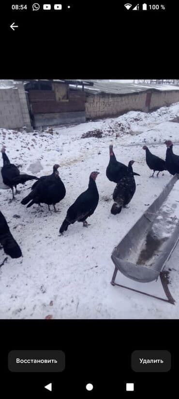 Аквариумы: Ундук тор короздору 3700 Дон 5000 минге чейин мекиштери 2500 Дон 3500 — 4