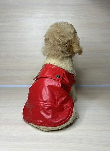 Кошки: Одежда для собак и кошек, большой выбор Все НОВОЕ РАЗМЕР И ЦЕНА — 1