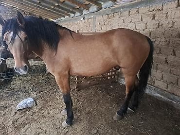 продажа лошадей в россии: Продаю | Жеребец | Рабочий — 7