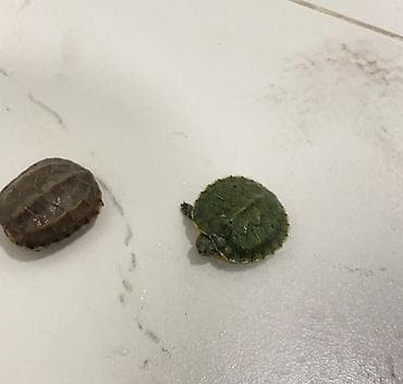 Молодые водные черепашки . красноухие-2 (пара 1 мальчик