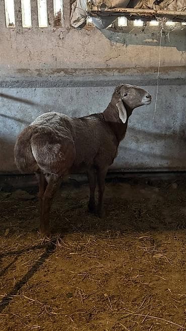 рисовые отруби: Продаю | Ягненок, Баран (самец) | Арашан | Для разведения | Осеменитель — 1