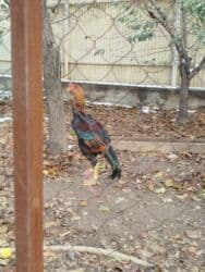 оборудование для кур: Дакан короз сатылат активный алмашу жолдору бар жемге жугоруго — 3