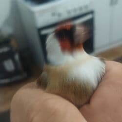 корм витакрафт для волнистых попугаев: Продам чернобашший щегол ! — 8