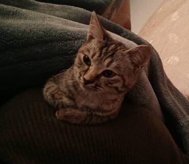 собака долматинец: Мышыгым жоголуп атат коргондор болсо чалып койсонуздар мага же кимдир — 5