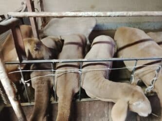 таза канду ат: Ыргачы козулар сатылат 10 баш линия Арашан 7-8 айлык рос 75+80 уши — 3