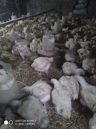 Иттер: Сатам | Тооктор | Бройлер | Союуга — 1