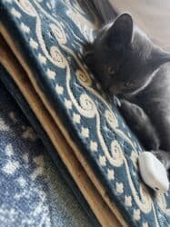 продажа щенков немецкой овчарки с документами в бишкеке: Котёнок серого окраса - Порода/тип: короткошёрстный, однотонный серый — 6