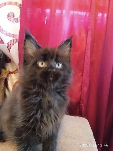 Үй жаныбарлары: Чёрный бриллиант🥰! Продается Котик Мейн-Кун❤️ окрас черный солид от — 2