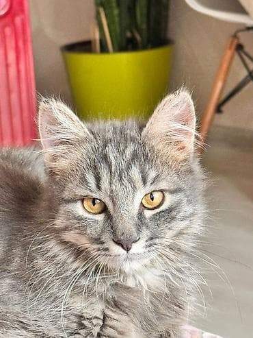 Отдам даром кошку: Кошка даром: Сибирская, 7 месяцев, Мальчик — 2