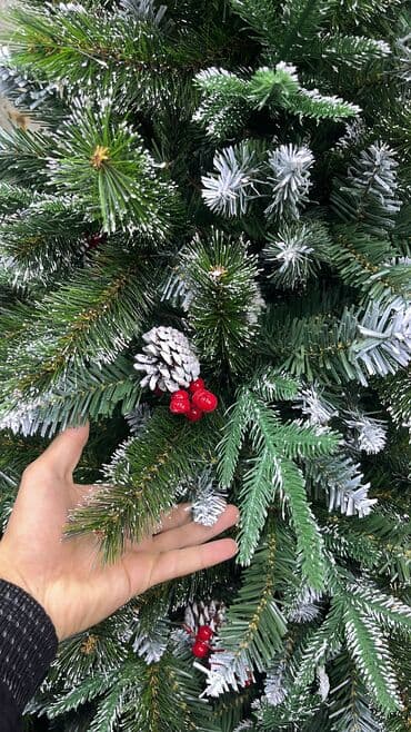 семена маями: Елка пышная 1,20 метр-5500 сом 1,50 м-6500 с 1,80 м-9500 с 2,40 — 2